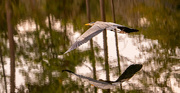 10th Jan 2021 - Blue Heron and Reflections!
