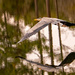 Blue Heron and Reflections! by rickster549