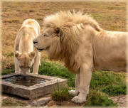 11th Jan 2021 - A white Lion couple