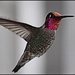 Hummingbird by madamelucy