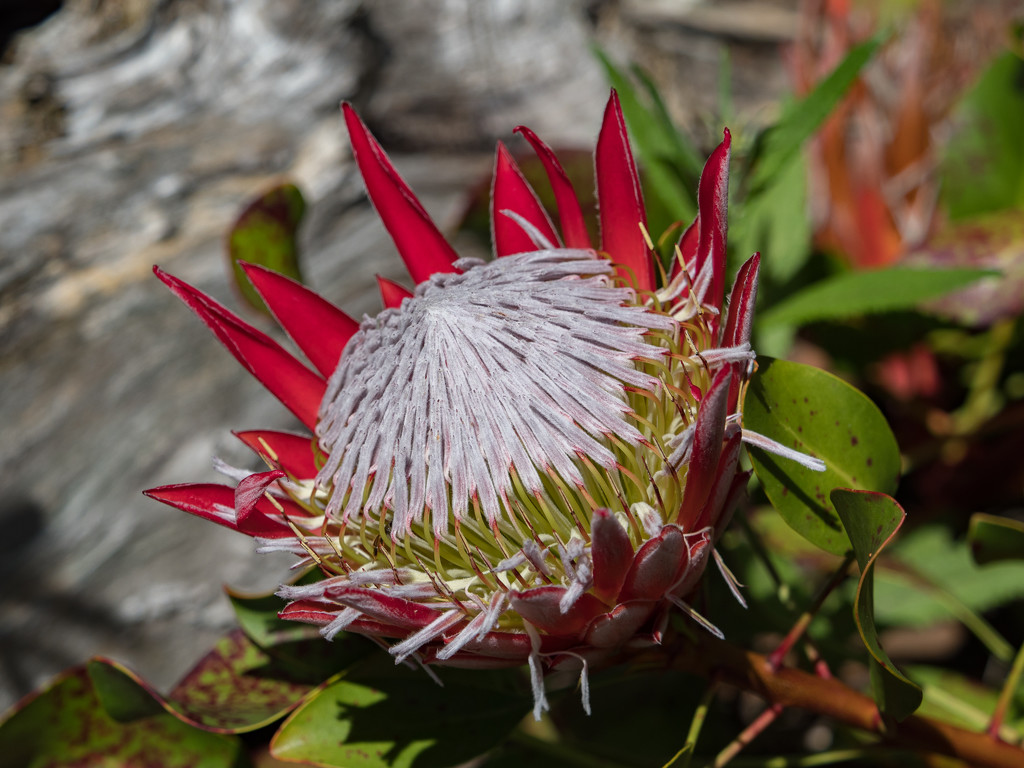 King Pink Protea by gosia