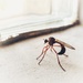 Robber Fly by eleanor