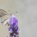 A Tiny Visitor On The Lavender DSC_4685 by merrelyn