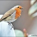 Another robin singing to me by rosiekind