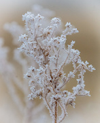 11th Jan 2021 - Ice Crystal Blossom