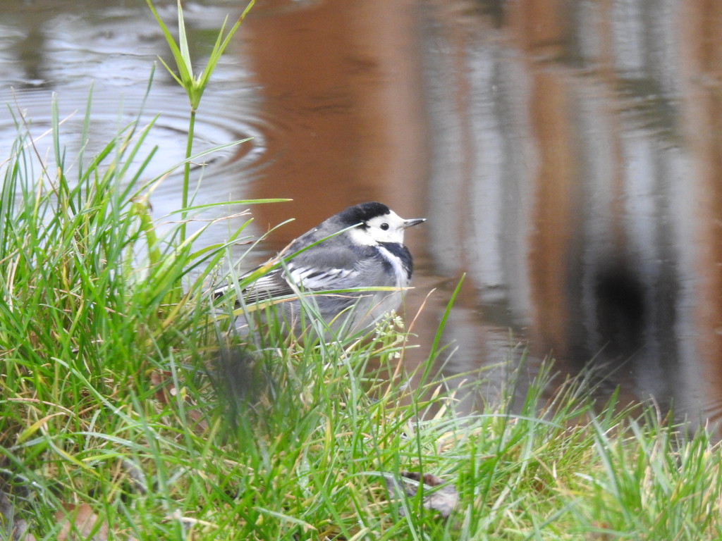 Pied Wagtail by susiemc