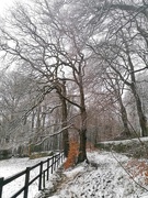 11th Jan 2021 - Snowy trees