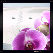 18th Jan 2021 - Orchids For The New Year