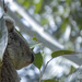 beautiful mornings by koalagardens
