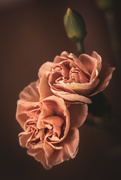 11th Jan 2021 - mini carnations