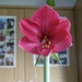 Latest Amaryllis  by foxes37