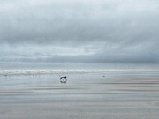 11th Jan 2021 - A Run On The Beach 
