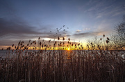 11th Jan 2021 - Winter Sunrise Over Grasses