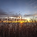 Winter Sunrise Over Grasses by pdulis