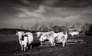 11th Jan 2021 - Charolais Cattle...