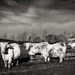 Charolais Cattle... by vignouse