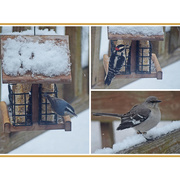 11th Jan 2021 - Backyard Birds in Snow