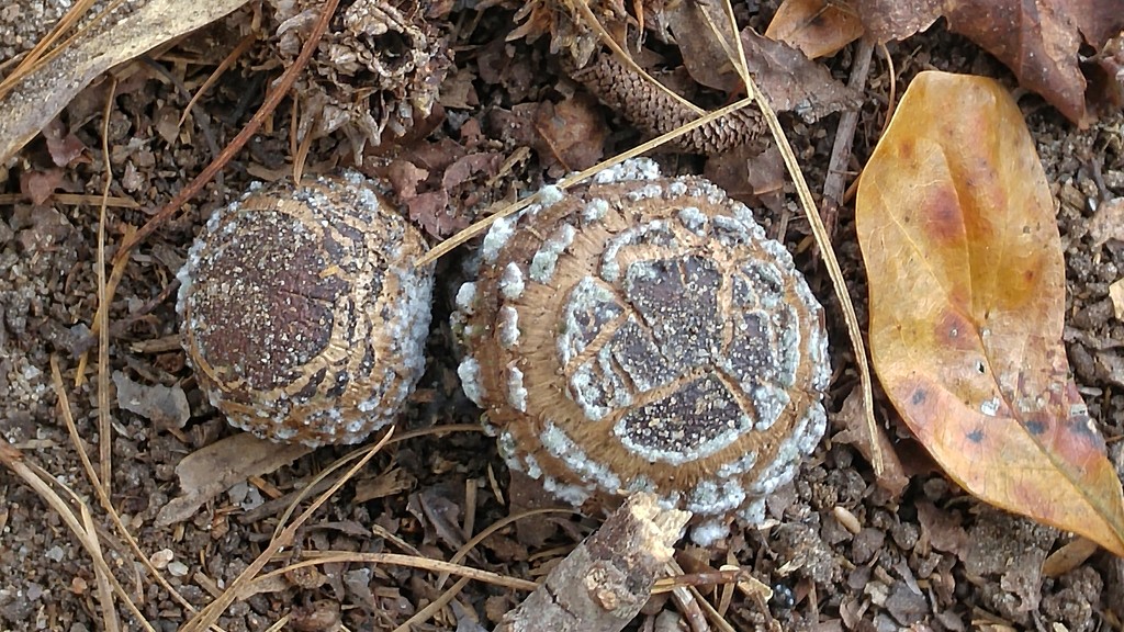 Unusual puff ball fungi... by marlboromaam