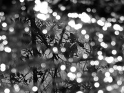 12th Jan 2021 - Reflections in a fresh rain puddle...