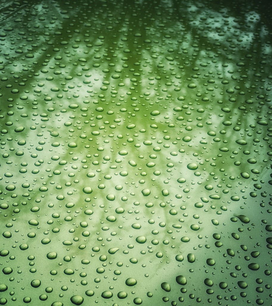In a Single Raindrop by gardenfolk