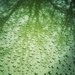 In a Single Raindrop by gardenfolk