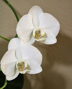 9th Jan 2021 - January 9: Orchid