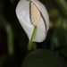 January 10: Peace Lily by daisymiller