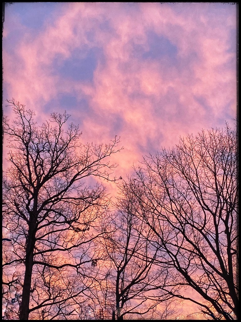 Trees & Sky by njmom3