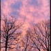 Trees & Sky by njmom3