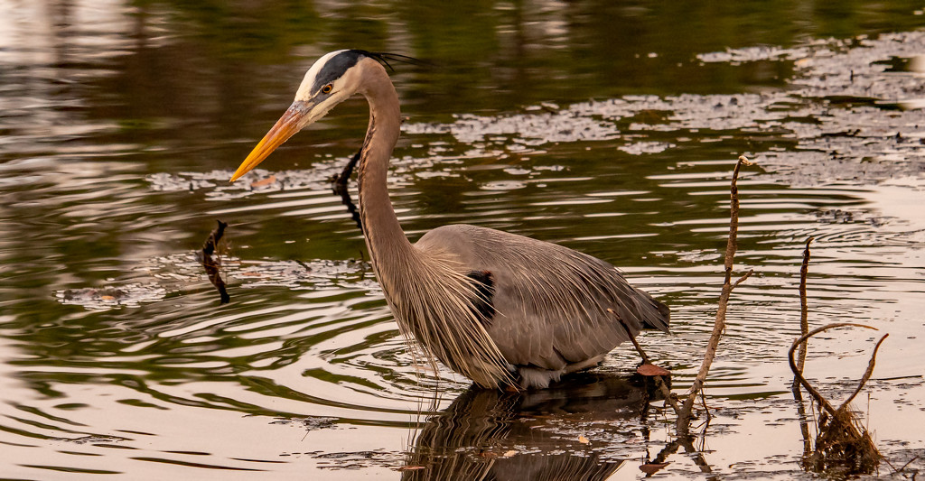 Blue Heron Wading Around the Lake! by rickster549