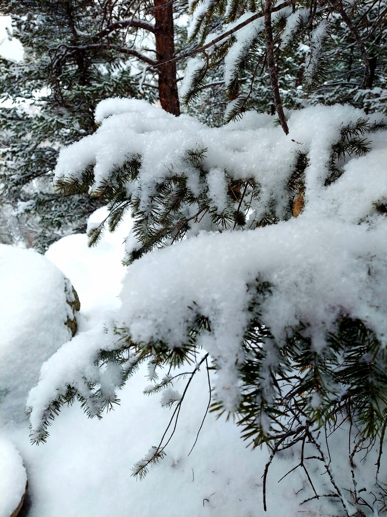 Snow  by harbie