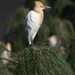 Cattle egret by sugarmuser