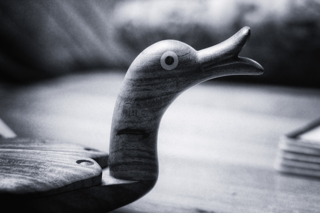 Duck Duck . . .  by jaybutterfield