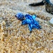 Blue dragon by corymbia