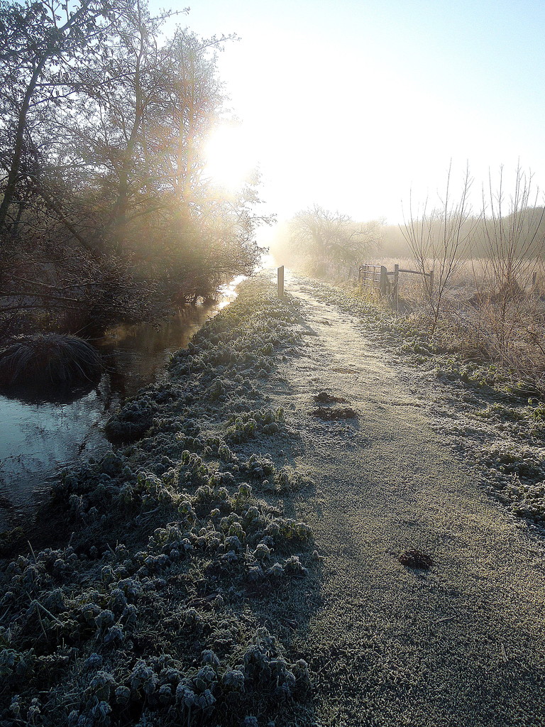 Frosty morning in the marsh (3) by etienne