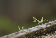 12th Jan 2021 - Praying Mantises