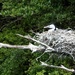 Nesting shag by kiwinanna