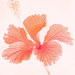 Hibiscus flower by ingrid01