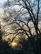 12th Jan 2021 - Winter trees and sunset