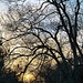 Winter trees and sunset by congaree