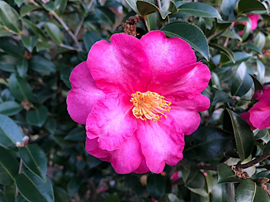 The glorious color of camellias in full bloom now by congaree
