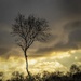 Lone tree by shepherdmanswife