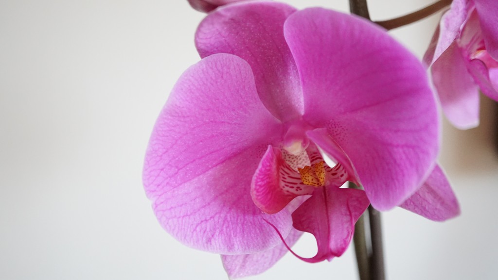 reflowering orchid by quietpurplehaze