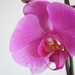 reflowering orchid by quietpurplehaze