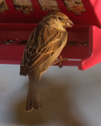 12th Jan 2021 - house sparrow