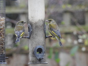 12th Jan 2021 - Greenfinches 
