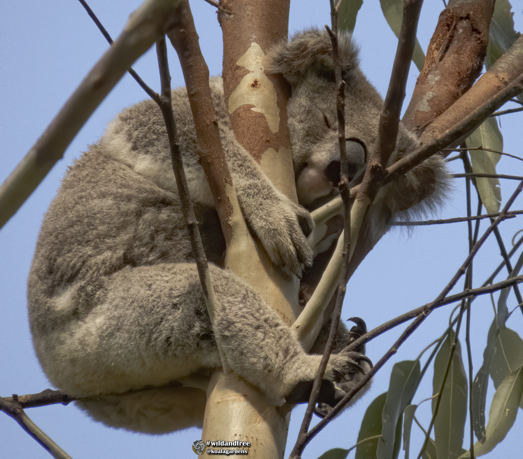 Matilda's hangout by koalagardens