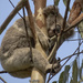 Matilda's hangout by koalagardens