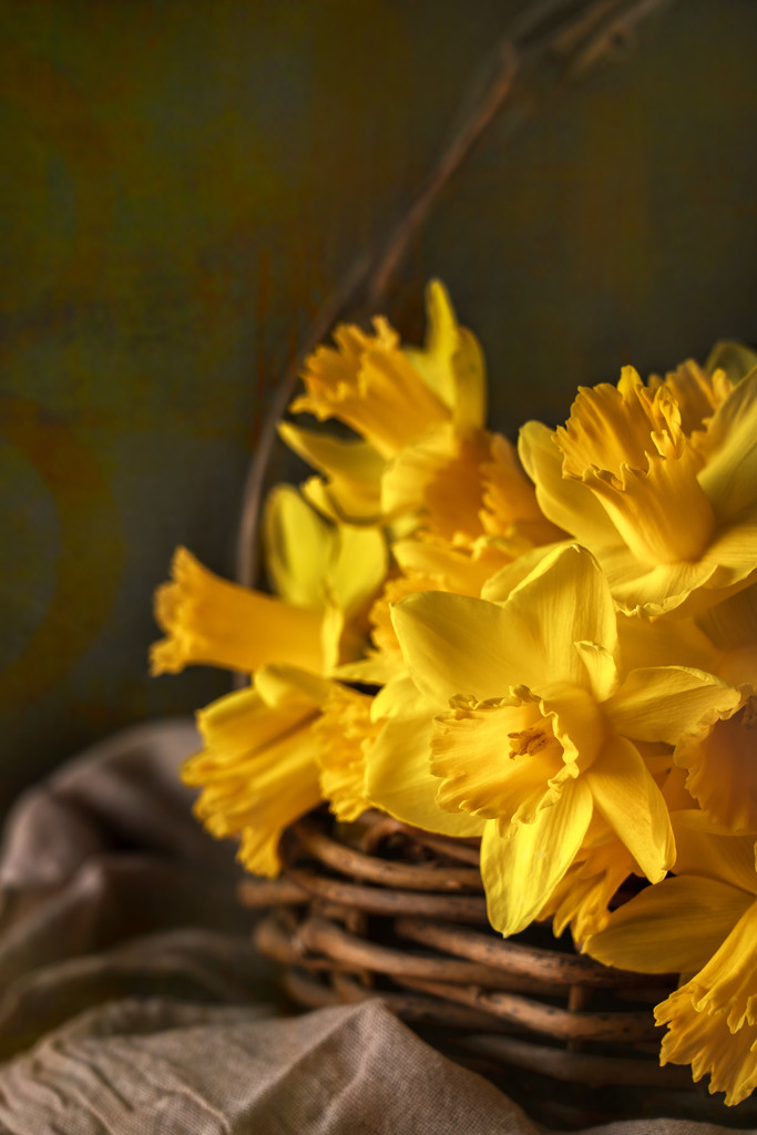 daffodils by jernst1779