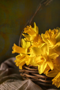 12th Jan 2021 - daffodils